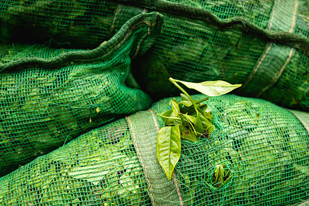 Top 9 Green Tea Suppliers in United States in Quarter 3 of 2025