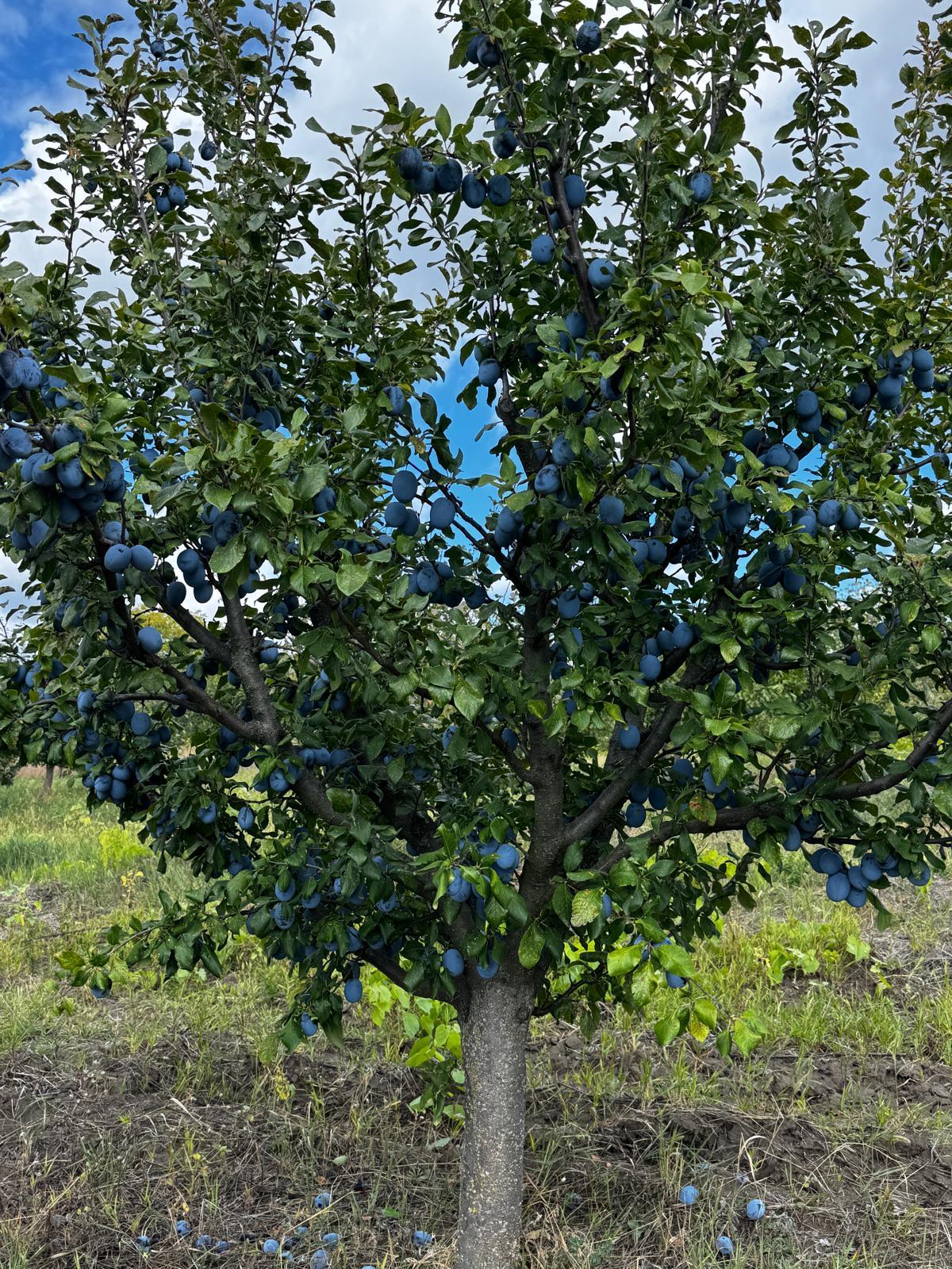 Dried Plums 3