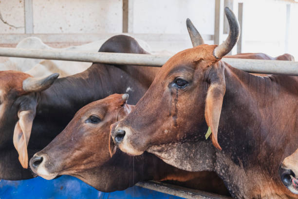 Your Expert Guide to Procuring Top-Tier Cattle: Top 6 Cattle Suppliers in Pakistan in Quarter 3 of 2025