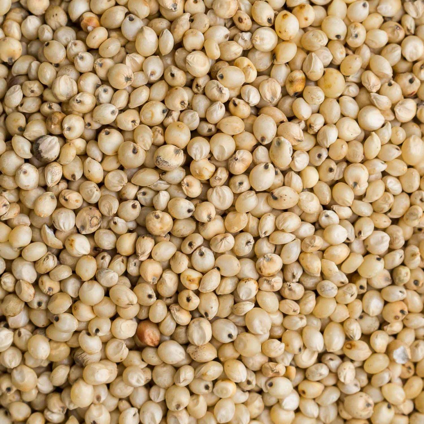 White Sorghum With Premium Grain Quality For Feed Preparation Agricultural Supply And Export Distribution