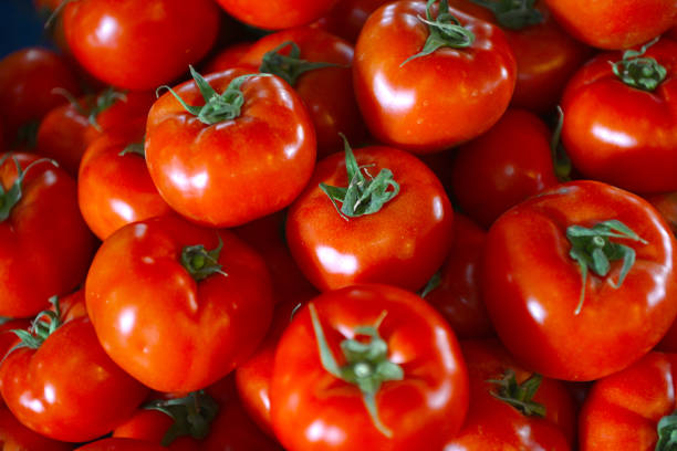 Top 4 Tomato Suppliers in Italy in Quarter 3 of 2025