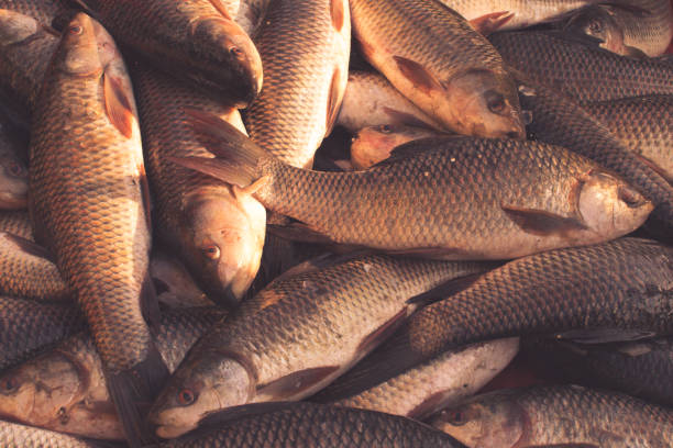 Top 4 Fish Suppliers in Sri Lanka in Year 2025: Market Insights, Export Trends & Supplier Picks