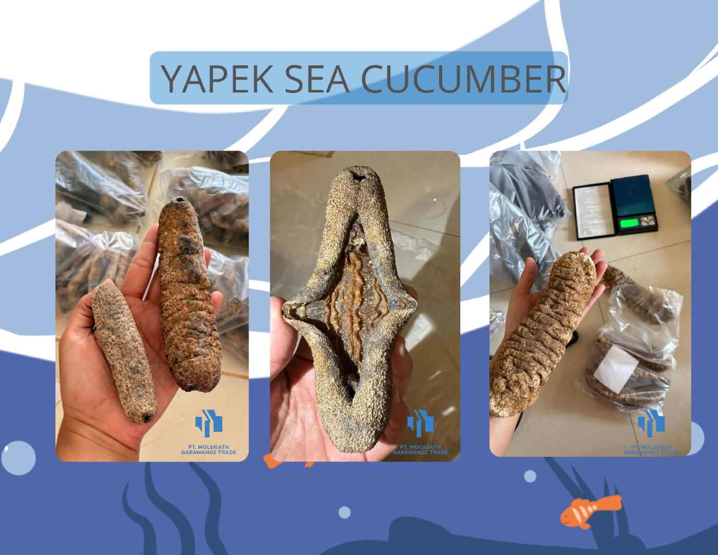 Dried Sea Cucumber