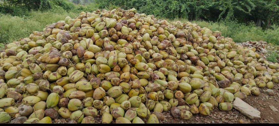 Fresh Coconut Image 1