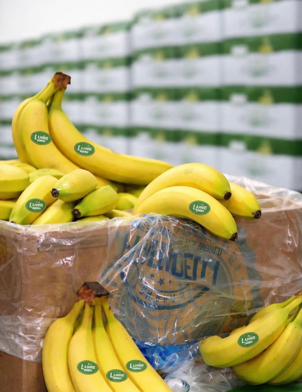 MOST POPULAR LUU'S FRESH GREEN&YELLOW CAVENDISH BANANAS EXPORT GRADE IN 10Kg,12Kg CARTONS ON SALE