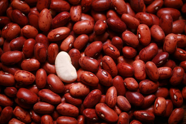 Top 5 Kidney Beans Suppliers in United Arab Emirates in Year 2025
