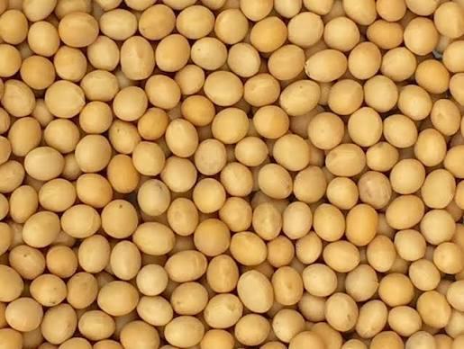 Non Gmo Soybean