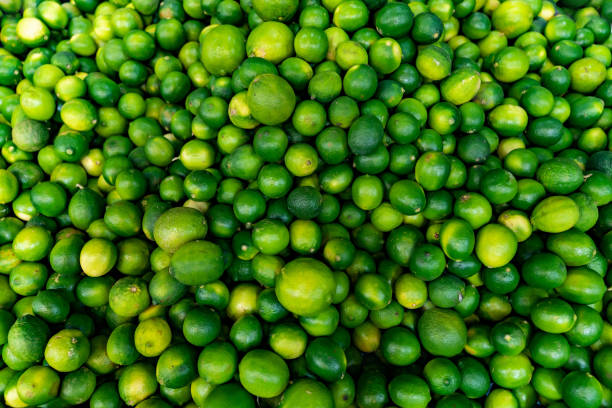 Top 6 Lemon Suppliers in United States in August 2025