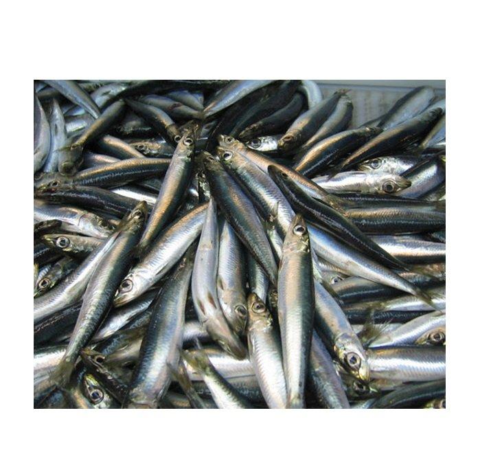 Premium Quality Frozen Herring Fish tilapia fish Frozen Fish Cut Other Degree of Processing Other Freshness Level Fresh, Frozen