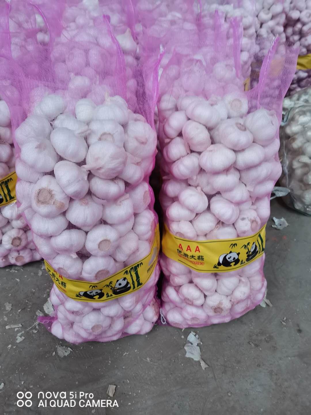 Fresh Garlic Sack
