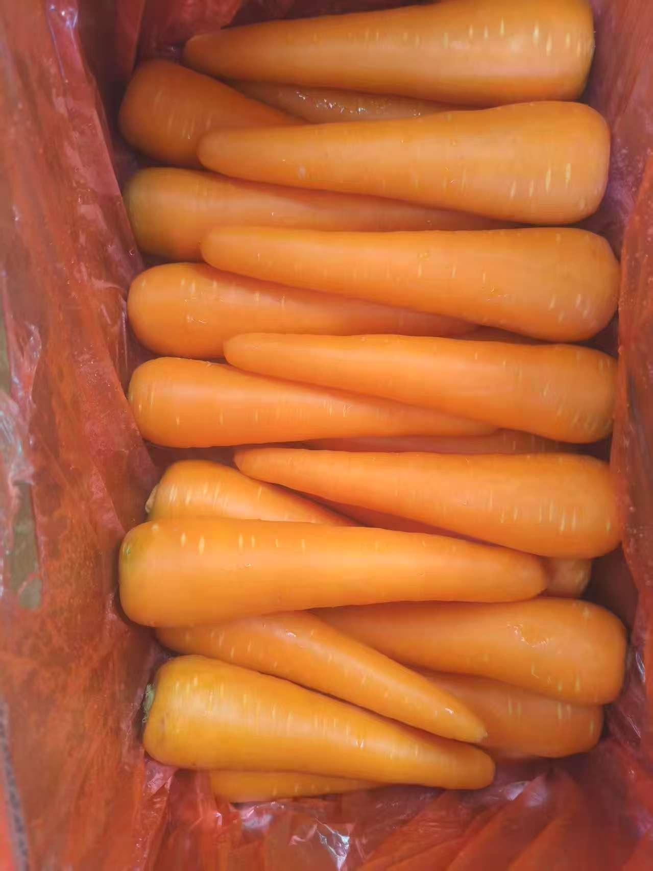 Premium Carrots for Export