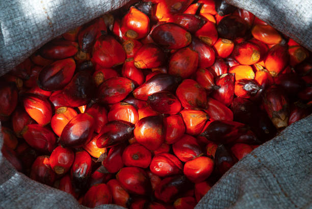 Top 10 Palm Oil Suppliers in Italy in July 2025: Urgent Market Update & Buyer’s Guide