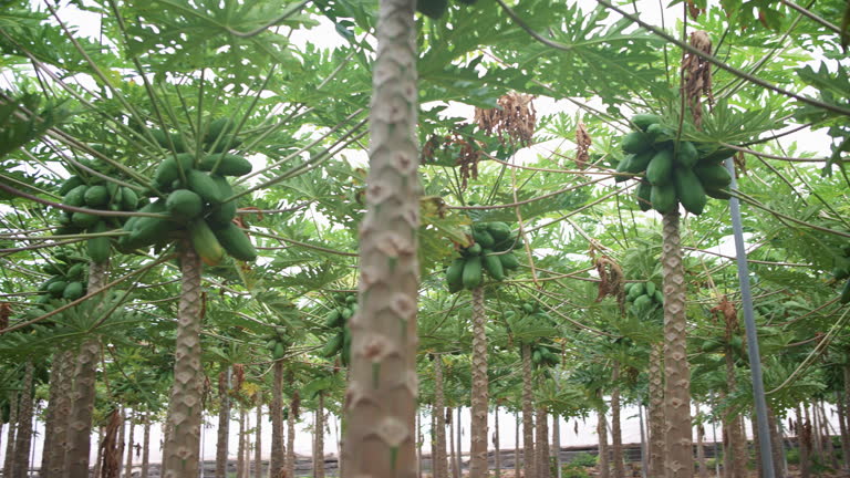 Your Expert Guide to Procuring Top-Tier Papaya: Top 9 Papaya Suppliers in Spain in Quarter 3 of 2025