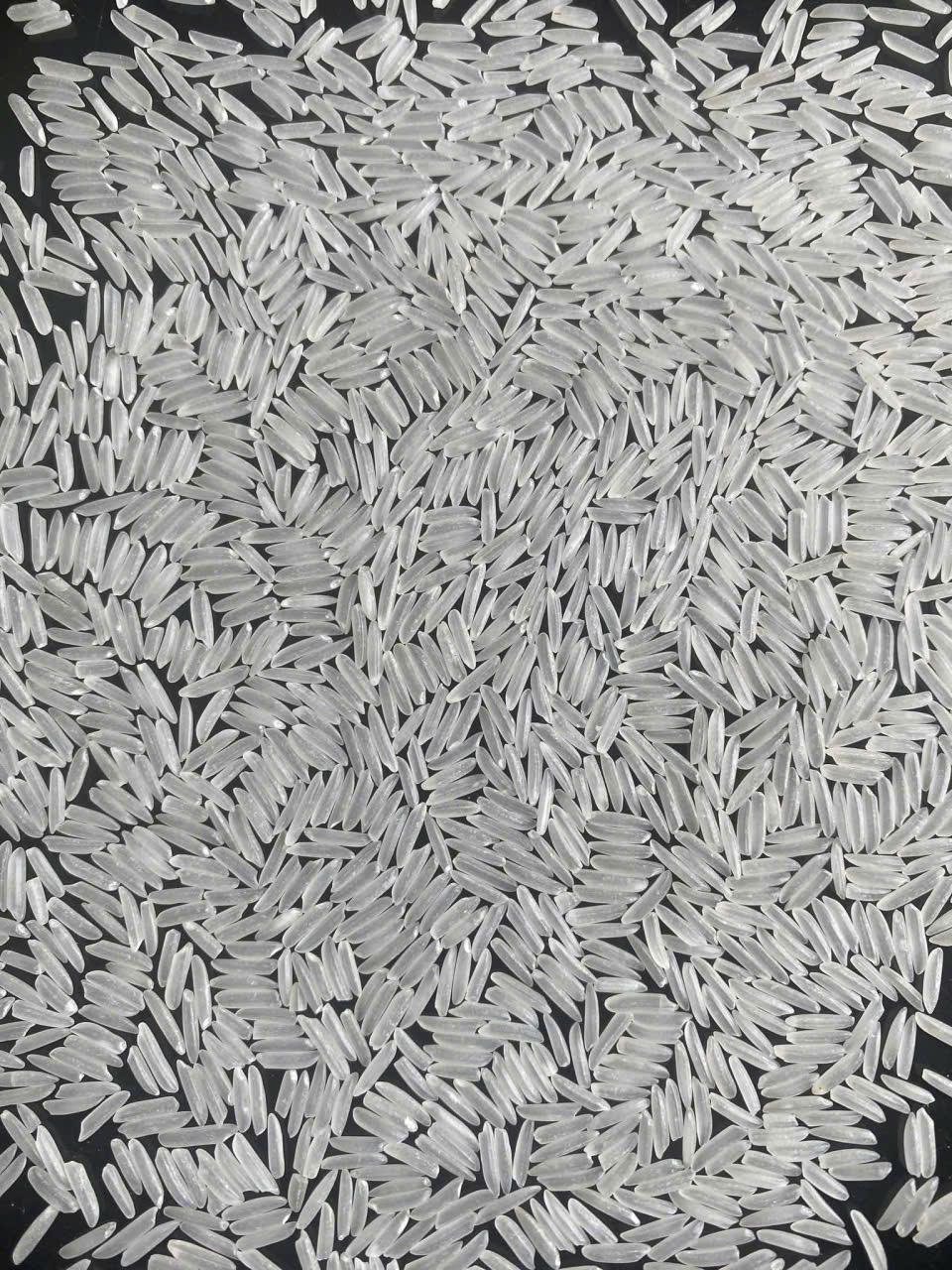 ST25 Rice