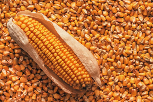 A Comprehensive Guide to Sourcing High-Quality Maize: Top 3 Maize Suppliers in Pakistan in Quarter 3 of 2025