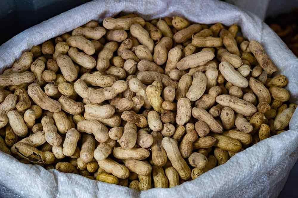 Peanuts /Bold/Java