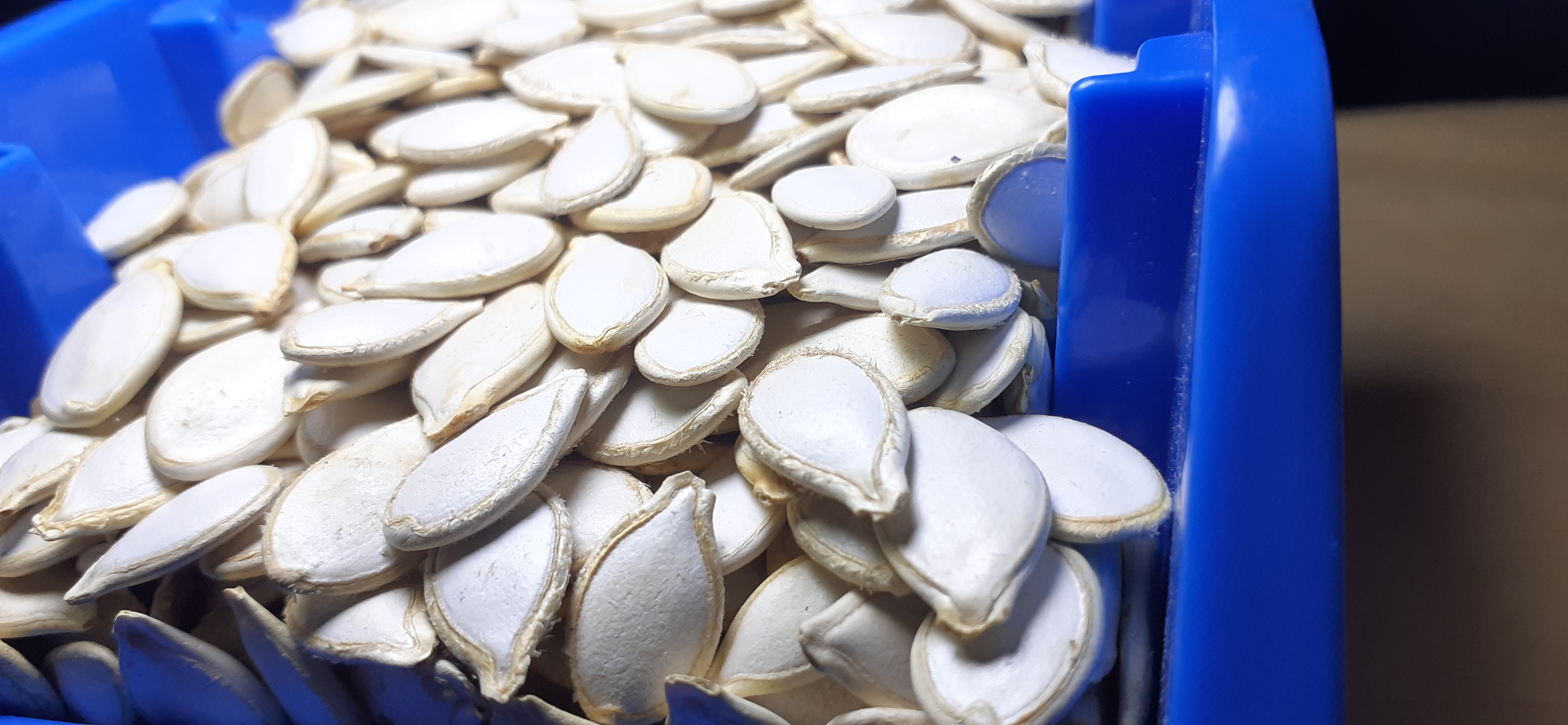 Pumpkin Seed