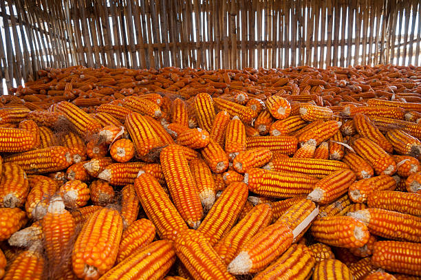 Top 10 Maize Suppliers in Ukraine in Year 2025
