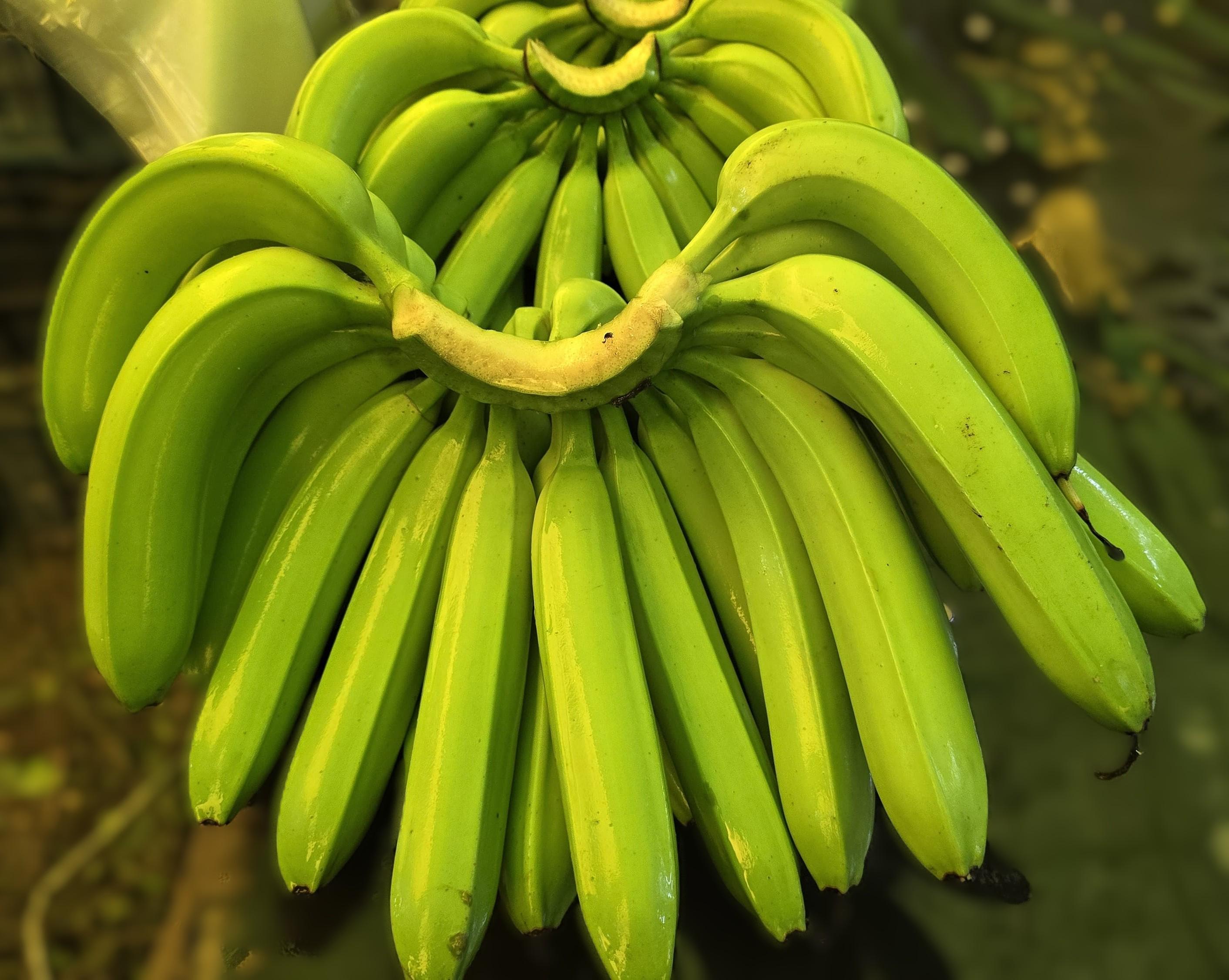 Premium Banana Export