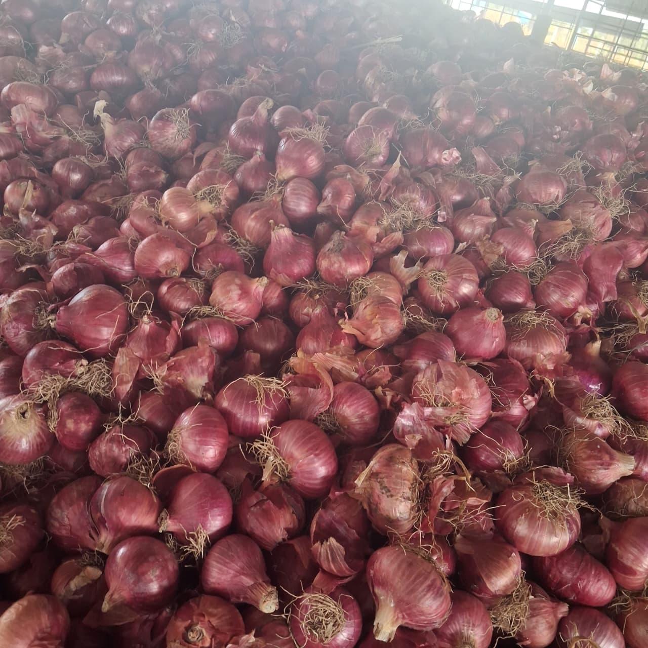 Fresh Onion