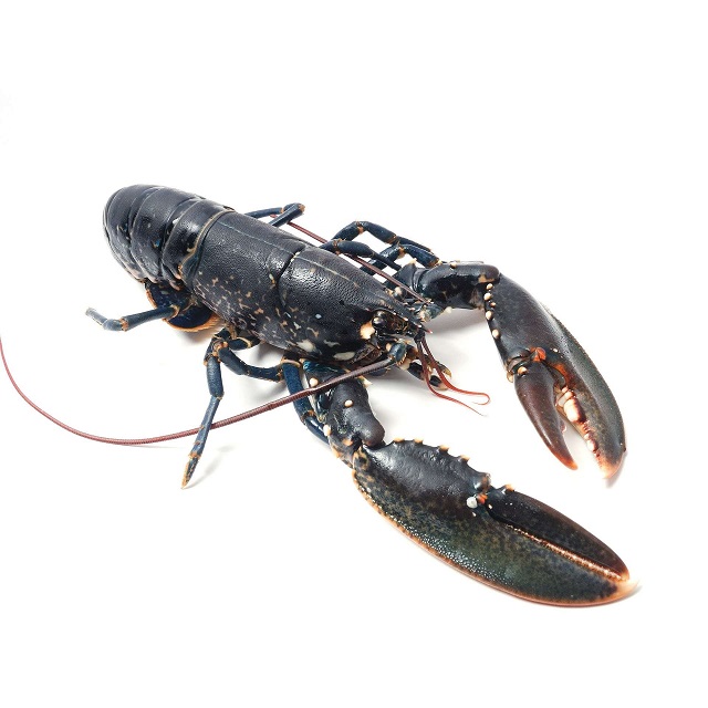 Wholesale Exporter We Sell Frozen Lobster / Live Lobster/Frozen Seafood