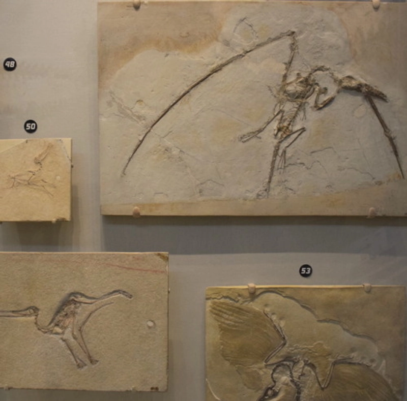 Why Attend Solnhofen Fossil Days? B2B Intro - 1