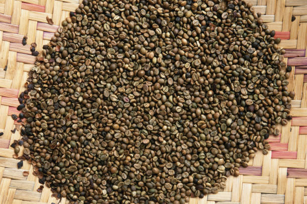 Top 5 Robusta Coffee Suppliers in Belgium in Quarter 3 of 2025