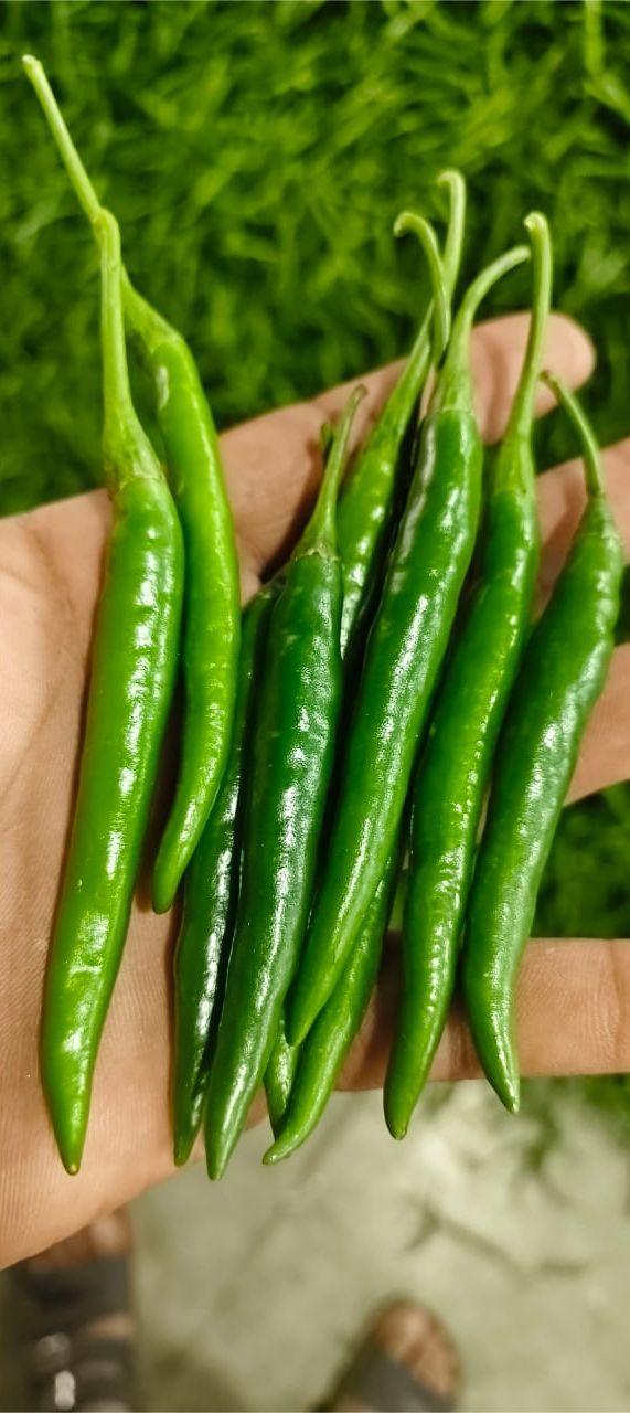 Fresh Green Chilli – Export Quality