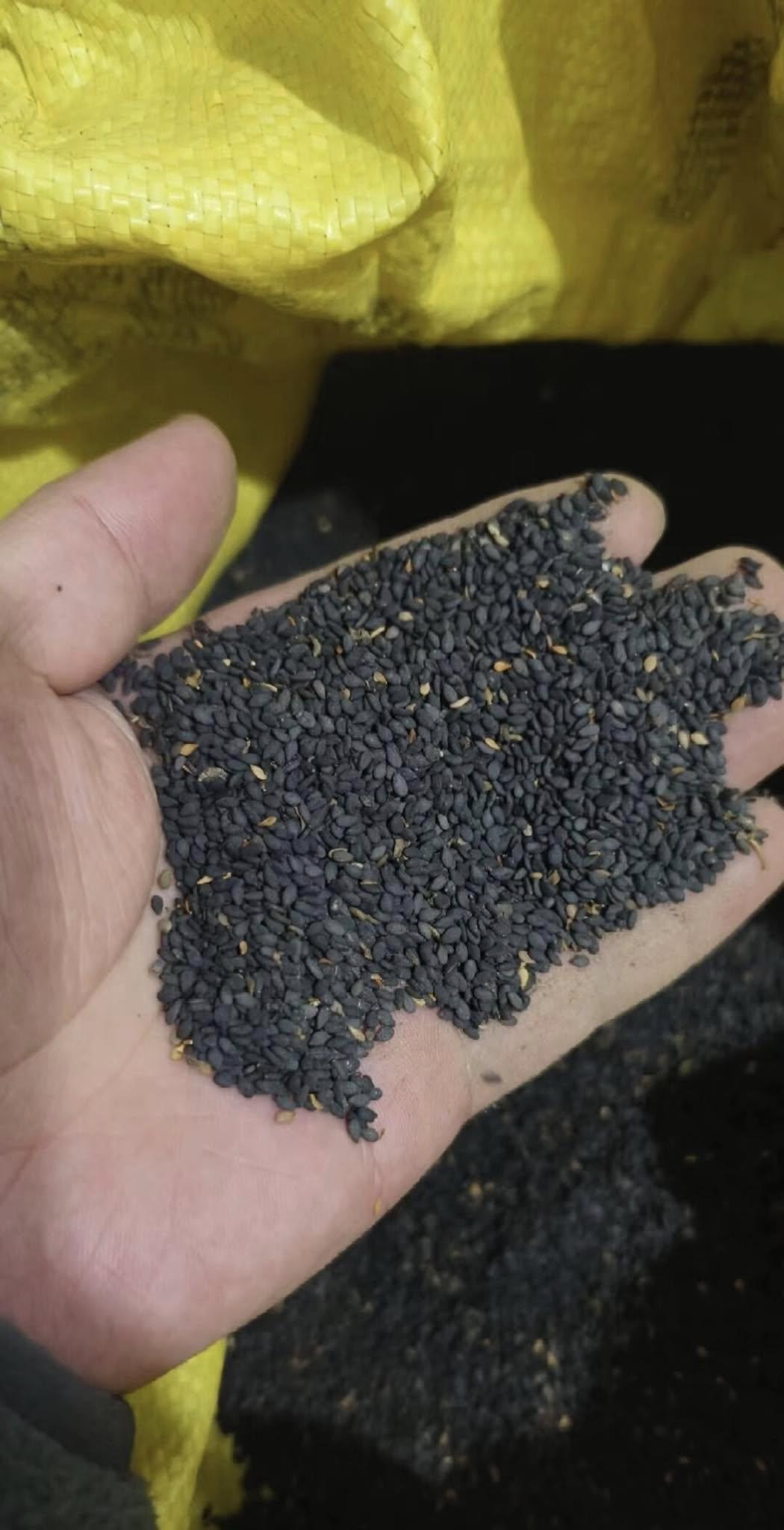 Sesame Seed Varieties