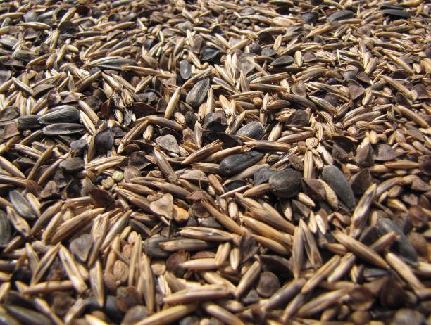 Your Expert Guide to Procuring Top-Tier Seed: Top 6 Seed Suppliers in South Africa in Quarter 3 of 2025