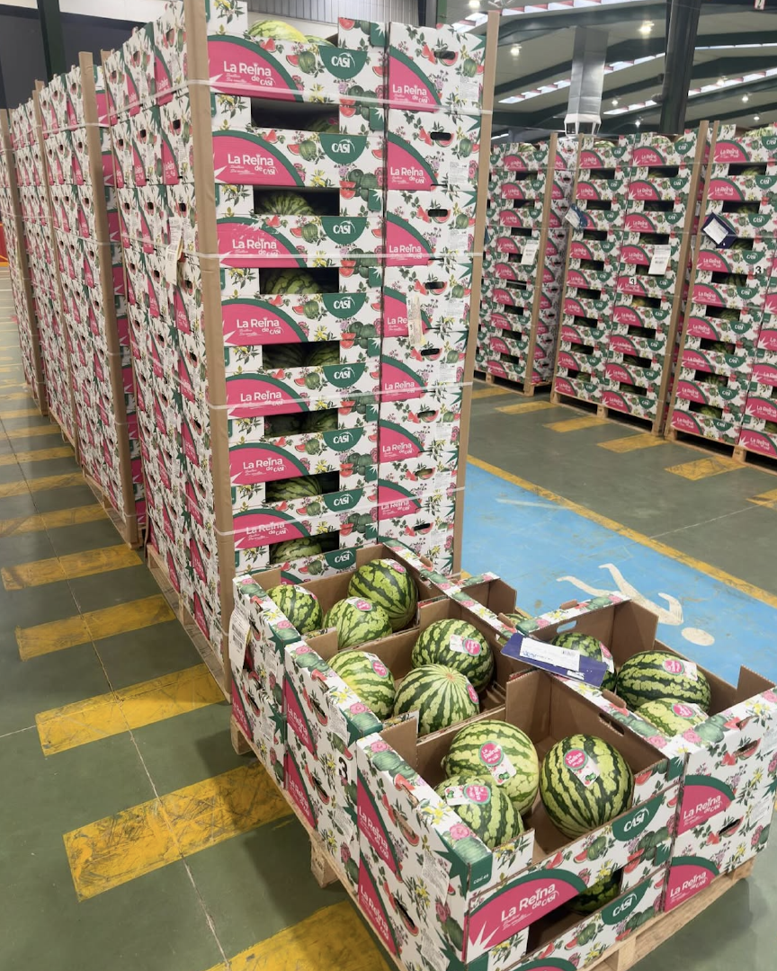 Best Brand Watermelons La Reina Fresh Large-Size Watermelon 6 Per Carton Selected for Premium Markets On Sale