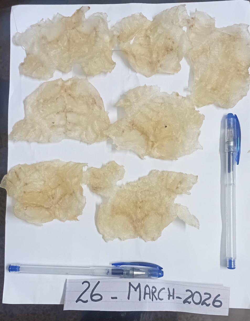 Cat Fish Maw