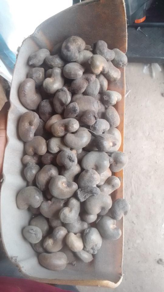 Cashew Packaging