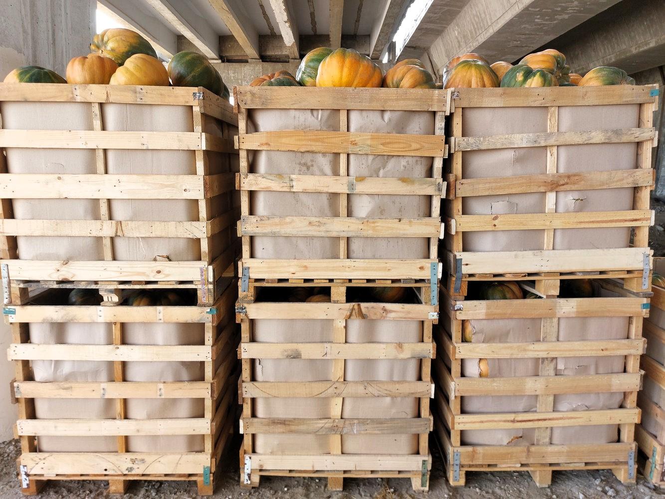 Egyptina Fresh Pumpkin