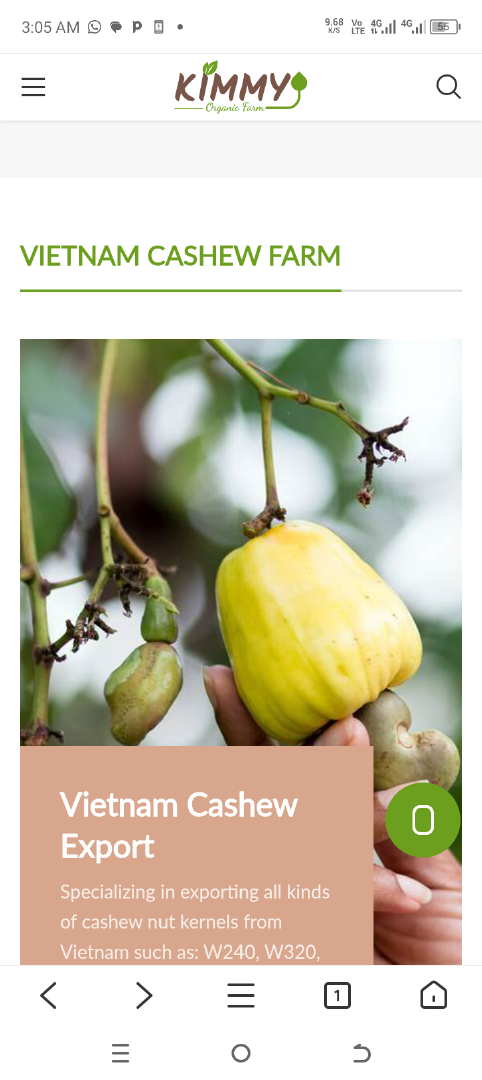 Cashew Kernel