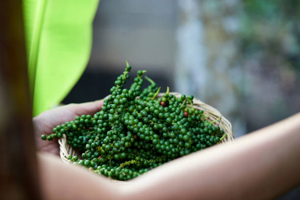 Top 8 Pepper Suppliers in France in Year 2025: Navigating a Shifting Market Landscape