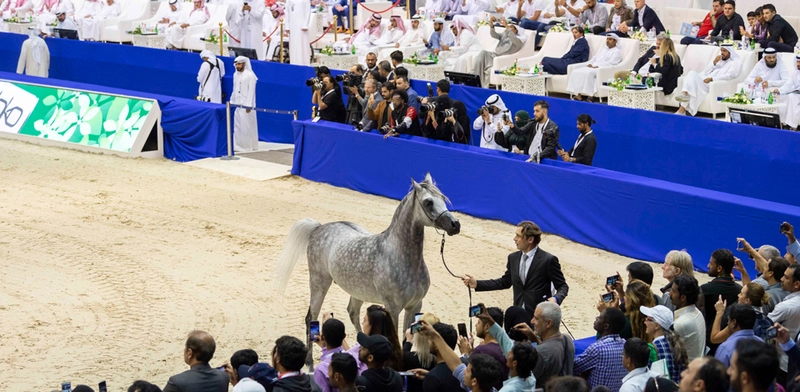 Inside Dubai International Horse Fair: B2B Key Insights - 2