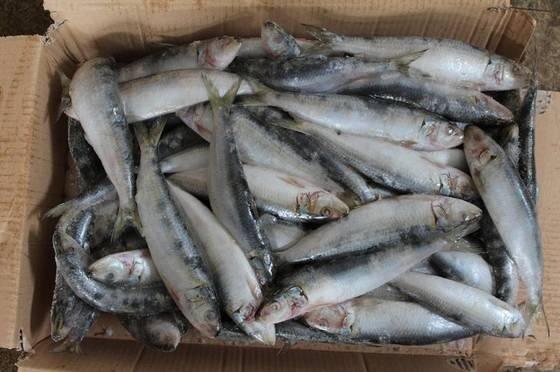 Frozen Sardine / Fresh Sardine