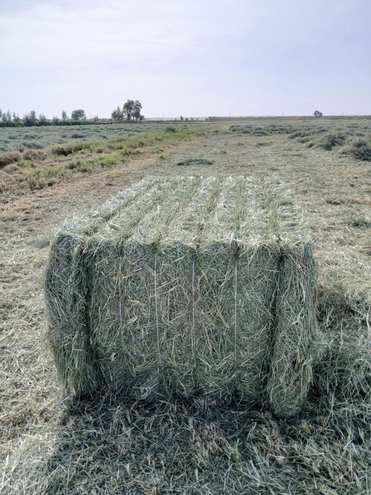Rhode Grass