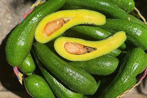 Top Class Avocados