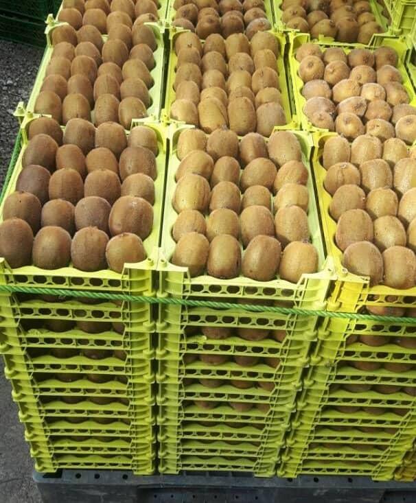 Luxury Kiwi Degree of Processing Dried