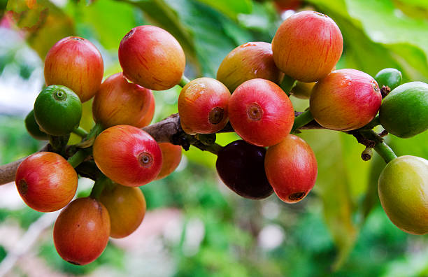 Top 10 Robusta Coffee Suppliers in Portugal in Quarter 3 of 2025