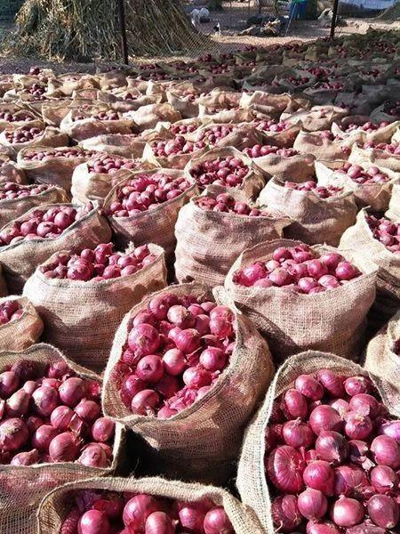 red onions and white onions Foreign Matter Nil Dry Matter Min 14% Shape Round To Oval Moisture Content Max 85% Botanical Name Allium