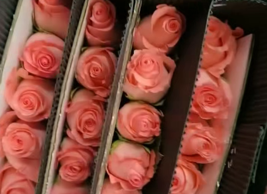 Rose Anna Product Image