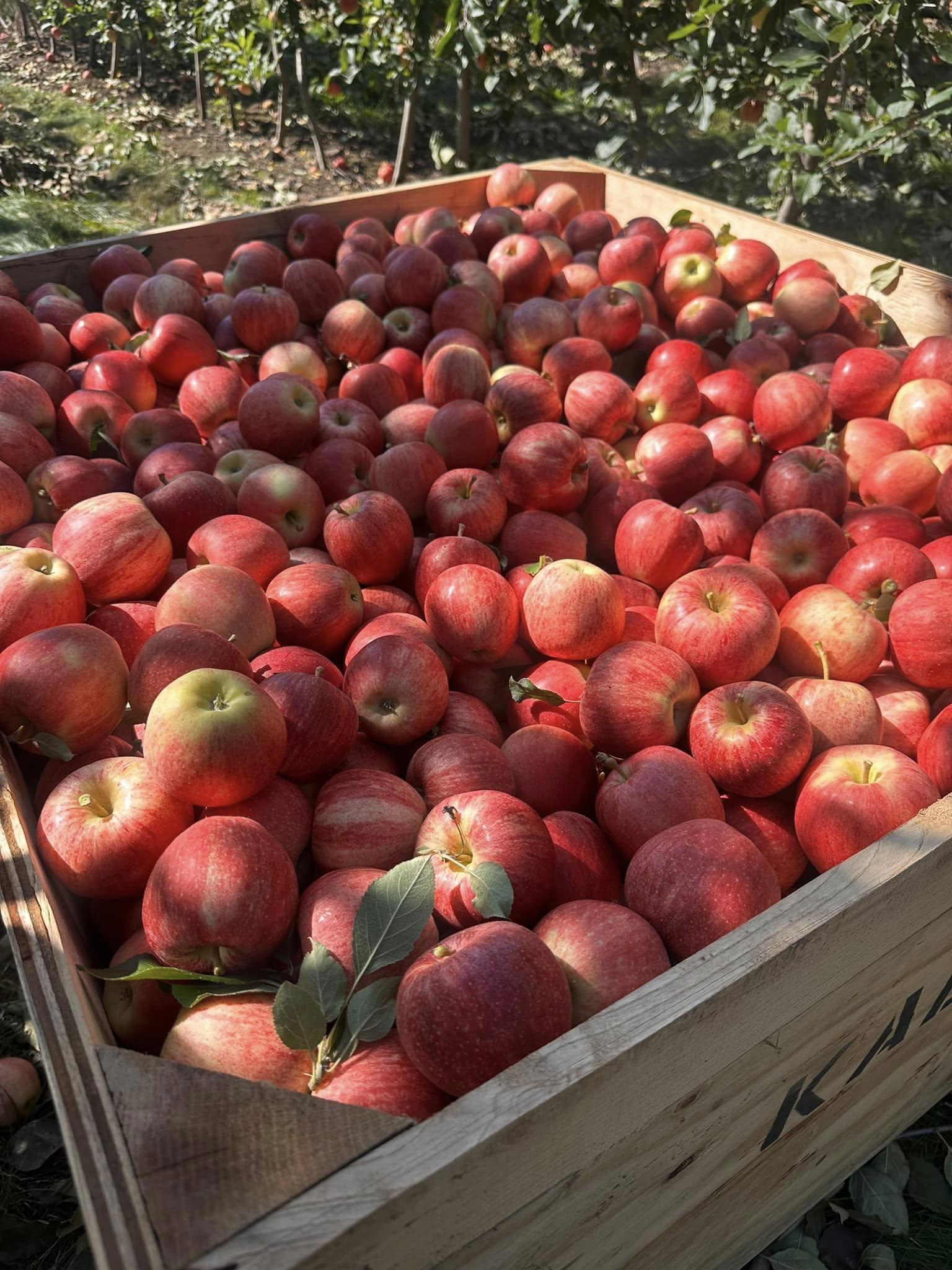 Fresh Fruits Like Apple