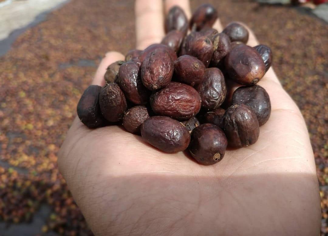 Gayo Highlands