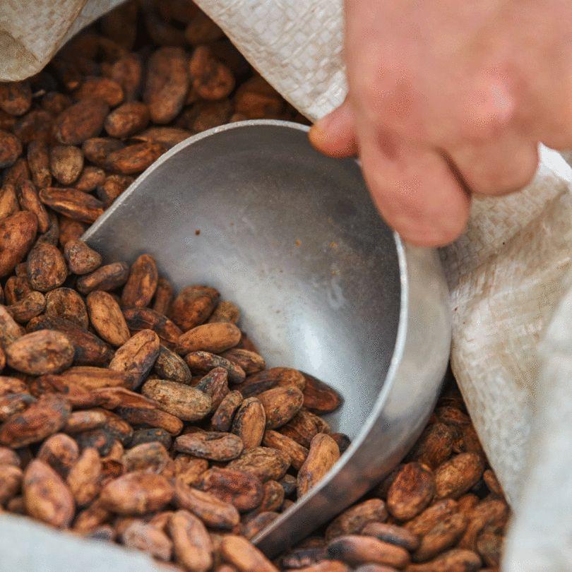 Fresh Quality Cocoa Beans For Chocolate Manufacturing Natural Taste Rich Aroma And Consistent Supply