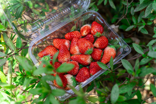 Your Expert Guide to Procuring Top-Tier Strawberry: Top 4 Strawberry Suppliers in United States in Year 2025
