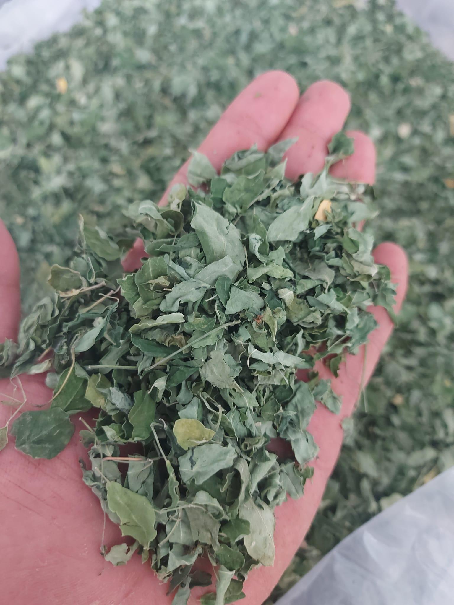 Moringa Powder Image 1