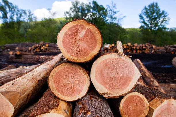 Your Expert Guide to Procuring Top-Tier Wood: Top 6 Wood Suppliers in Brazil in Quarter 3 of 2025